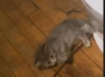 american long hair kittens - American Longhair Kitten For Sale - Dearborn Heights&comma; MI&comma; US