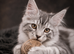 Elite European Maine Coon Show type - Maine Coon Kitten For Sale - 