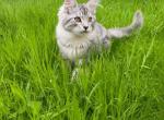 Silver Maine Coon Male - Maine Coon Kitten For Sale - 