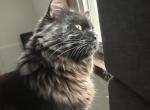 Harley - Maine Coon Kitten For Sale - Agawam&comma; MA&comma; US