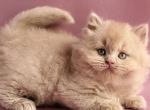 Teo - British Shorthair Kitten For Sale - Norwalk&comma; CT&comma; US