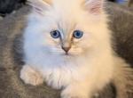 Kassandra Kassy - Siberian Kitten For Sale - Tallahassee&comma; FL&comma; US