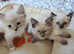 Seal Lynx Bicolor Ragdolls - Ragdoll Kitten For Sale - 