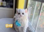 Ponpon - Selkirk Rex Kitten For Sale - CA&comma; US