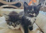 Ragdoll Snowshoe mix - Snowshoe Kitten For Sale - Ocean Shores&comma; WA&comma; US