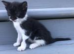Oreo - Domestic Kitten For Sale - Huntly&comma; VA&comma; US