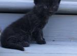 Midnight - Domestic Kitten For Sale - Huntly&comma; VA&comma; US