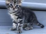 Tiger - Domestic Kitten For Sale - Huntly&comma; VA&comma; US
