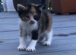 Calico - Domestic Kitten For Sale - Huntly&comma; VA&comma; US