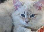 Oscar - Ragdoll Kitten For Sale - 
