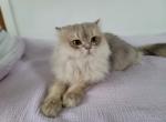 SERGEY - Scottish Fold Cat For Sale - 