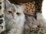 SERGEY - Scottish Fold Cat For Sale - Cleveland&comma; OH&comma; US
