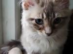 Hae Sung - Ragdoll Kitten For Sale - Ocean Shores&comma; WA&comma; US