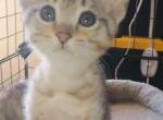F4 Silver Savannah - Savannah Kitten For Sale - Ridgecrest&comma; CA&comma; US
