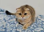 Dara - Scottish Fold Cat For Sale - Cleveland&comma; OH&comma; US