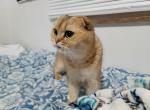 Dara - Scottish Fold Cat For Sale - Cleveland&comma; OH&comma; US