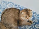 Dara - Scottish Fold Cat For Sale - Cleveland&comma; OH&comma; US