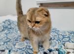 Lucky - Scottish Fold Cat For Sale - 