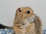 Lucky - Scottish Fold Cat For Sale - Cleveland&comma; OH&comma; US