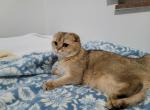 Lucky - Scottish Fold Cat For Sale - Cleveland&comma; OH&comma; US