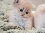 Whisker pines flower litter - British Shorthair Kitten For Sale - Bly&comma; OR&comma; US