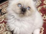 Ragdoll - Ragdoll Kitten For Sale - Avon&comma; CT&comma; US