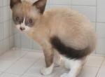 Teeny - Snowshoe Kitten For Sale - Walterboro&comma; SC&comma; US