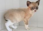 Teeny - Snowshoe Kitten For Sale - Walterboro&comma; SC&comma; US