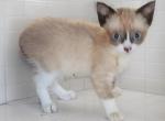 Teeny - Snowshoe Kitten For Sale - Walterboro&comma; SC&comma; US