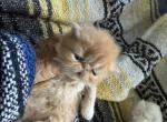Exotic Persians LH or SH kittens - Exotic Kitten For Sale - 