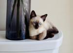 Kai - Siamese Kitten For Adoption - Paterson&comma; NJ&comma; US