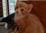 Hl tiny - Manx Kitten For Sale - Mountain Ranch&comma; CA&comma; US