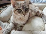 Levi - Ragdoll Kitten For Sale - Ocean Shores&comma; WA&comma; US