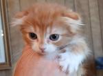 GARFIELD - Scottish Fold Kitten For Sale - 