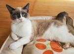 Honeysuckle - Snowshoe Kitten For Sale - Ocean Shores&comma; WA&comma; US