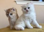 No name yet - British Shorthair Kitten For Sale - Fontana&comma; CA&comma; US