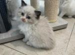 Angelica - Ragdoll Kitten For Sale - San Diego&comma; CA&comma; US
