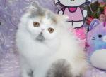 Show Quality Dilute Calico Ready Now - Persian Kitten For Sale - CA&comma; US