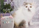 Show Quality Dilute Calico Ready Now - Persian Kitten For Sale - CA&comma; US
