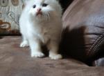 Peyton - Ragdoll Kitten For Sale - 