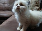 Braxton - Ragdoll Kitten For Sale - AR&comma; US