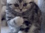 Lord - Scottish Fold Kitten For Sale - CA&comma; US