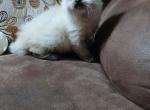 Sophia - Ragdoll Kitten For Sale - AR&comma; US