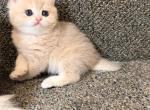 Lilac - British Shorthair Kitten For Sale - 