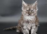 Oakley - Maine Coon Kitten For Sale - Champaign&comma; IL&comma; US