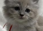 TICA Registered Female with red ribbon - Ragdoll Kitten For Sale - 