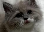 TICA Registered Cherubim Kitten female - Ragdoll Kitten For Sale - PA&comma; US