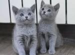 Kittens Russian Blue - Russian Blue Kitten For Sale - Charlotte&comma; NC&comma; US