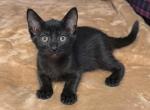 Shadow - Domestic Kitten For Sale - Philadelphia&comma; PA&comma; US