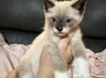 Seal point snowshoe manx long tail - Snowshoe Kitten For Sale - Cushing&comma; TX&comma; US